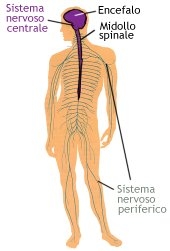 poza despre sistema nervoso